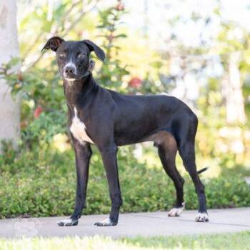Whippet and Terrier Dogs Available for Adoption in Honolulu, Hawaii - William | PetCurious