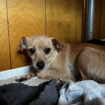 Daffodil -  Chihuahua and Mixed Breed Dog for Adoption in San Pablo, California - Daffodil | PetCurious