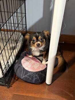 Bear (NY) -  Chihuahua Dog for Adoption in Brewster, New York - Bear (NY) | PetCurious