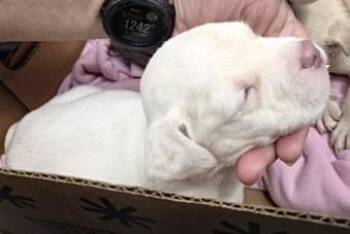 Pit Bull Terrier and Mixed Breed Dogs Available for Adoption in Houston, Texas - A654200 | PetCurious