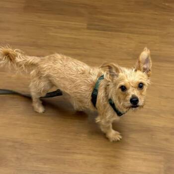 Otie -  Terrier and Mixed Breed Dog for Adoption in Beaumont, Texas - Otie | PetCurious