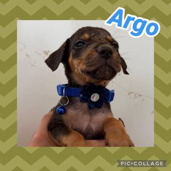 Argo -  Labrador Retriever Dog for Adoption in Ringwood, New Jersey - Argo | PetCurious