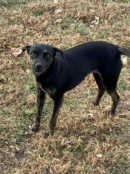 Rescue Terrier Dogs for Adoption in Rushville, Illinois - Brooklyn | PetCurious