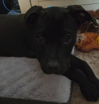 Sig -  Pit Bull Terrier Dog for Adoption in Tulsa, Oklahoma - Sig | PetCurious
