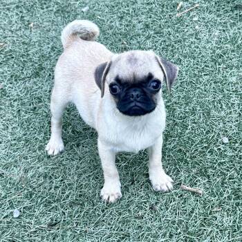 Posey -  Pug Dog for Adoption in Murphysboro, Illinois - Posey | PetCurious
