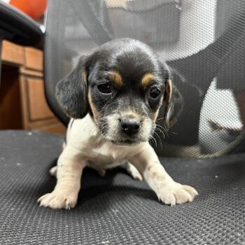Beagle Dogs Available for Adoption in Columbia, South Carolina - CFA Sauce | PetCurious