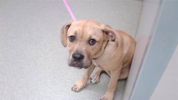 NORMAN ROCKWELL -  Mastiff and Mixed Breed Dog for Adoption in Omaha, Nebraska - NORMAN ROCKWELL | PetCurious