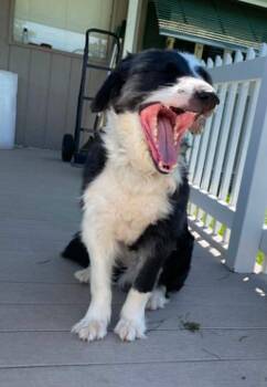 Lucky -  Border Collie Dog for Adoption in Seymour, Indiana - Lucky | PetCurious