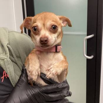 Monica -  Chihuahua Dog for Adoption in Portland, Oregon - Monica | PetCurious