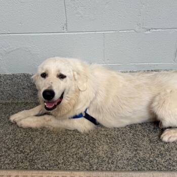 Gracie -  Great Pyrenees and Mixed Breed Dog for Adoption in Falls Church, Virginia - Gracie | PetCurious