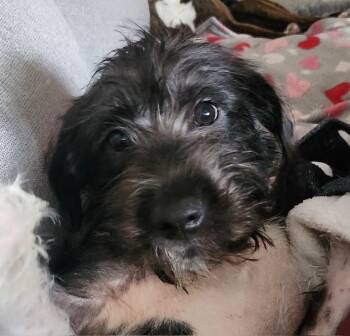 CHLOE -  Poodle and Mixed Breed Dog for Adoption in Edgecliff Village, Texas - CHLOE | PetCurious