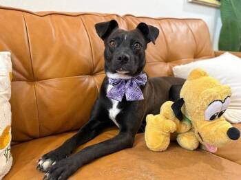Pit Bull Terrier and Labrador Retriever Dogs Available for Adoption in Friendswood, Texas - Rowan Tiny Gentleman | PetCurious