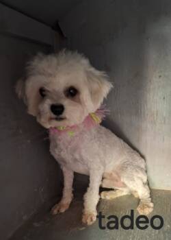 Rescue Maltese and Poodle Dogs for Adoption in Minneapolis, Minnesota - Tadeo | PetCurious