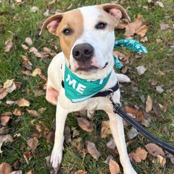 Rescue Mixed Breed Dogs for Adoption in Saint Joseph, Missouri - Brock P4P | PetCurious