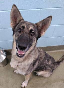 Rescue German Shepherd Dog Dogs for Adoption in Denton, Texas - Circe | PetCurious