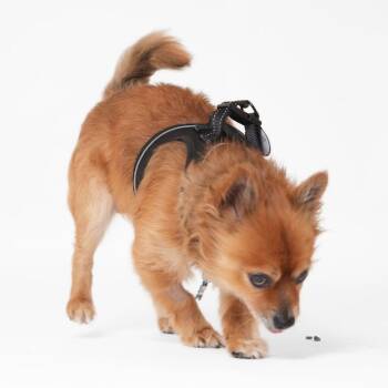 Pomeranian Dogs Available for Adoption - Power Up 13847 | PetCurious