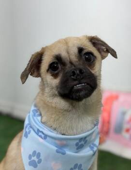 Chester-One of our Amazing Rescue Dogs -  Pug and Mixed Breed Dog for Adoption in Carlsbad, California - Chester-One Of Our Amazing Rescue Dogs | PetCurious