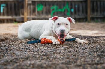 Camo -  American Staffordshire Terrier Dog for Adoption in Red Wing, Minnesota - Camo | PetCurious