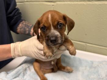 LUIGI -  Australian Cattle Dog Blue Heeler and Mixed Breed Dog for Adoption in Tulsa, Oklahoma - LUIGI | PetCurious