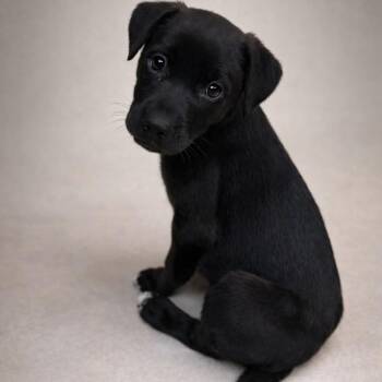 German Shepherd Dog Dogs Available for Adoption in Miami, Florida - Nicky | PetCurious