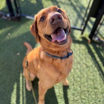 Rescue Yellow Labrador Retriever Dogs for Adoption in Blaine, Minnesota - Ranger | PetCurious