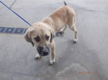 BUTTER -  Anatolian Shepherd and Mixed Breed Dog for Adoption in Oroville, California - BUTTER | PetCurious