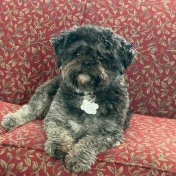 Shih Tzu Dogs Available for Adoption - Gatsby | PetCurious