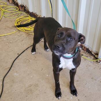 Rescue Pit Bull Terrier and Mixed Breed Dogs for Adoption in Bossier City, Louisiana - Harper | PetCurious