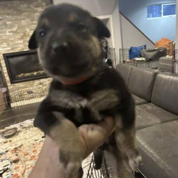 Rescue Rottweiler Dogs for Adoption in Niagara Falls, Ontario - Pepsi (20251022-09) | PetCurious