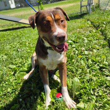 Rambo -  Hound and Pit Bull Terrier Dog for Adoption - Rambo | PetCurious