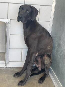 Apollo -  Great Dane Dog for Adoption in Bullard, Texas - Apollo | PetCurious