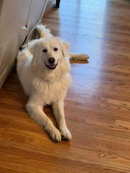 Rescue Great Pyrenees Dogs for Adoption in Muskego, Wisconsin - Blanche The Great Pyrenees | PetCurious