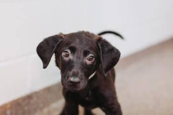 95152a Sam -  Labrador Retriever and Mixed Breed Dog for Adoption in North Charleston, South Carolina - 95152a Sam | PetCurious