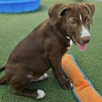 Dipsy -  Terrier Dog for Adoption in Tampa, Florida - Dipsy | PetCurious