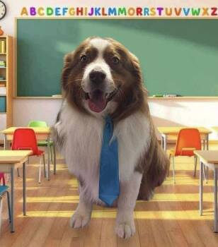 Rescue Australian Shepherd Dogs for Adoption in Ringwood, Illinois - 0923 Chance | PetCurious