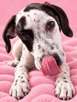 Abby -  Mountain Cur and Pointer Dog for Adoption in Avondale, Pennsylvania - Abby | PetCurious
