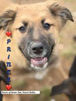Labrador Retriever and Shepherd Dogs Available for Adoption - Prince | PetCurious