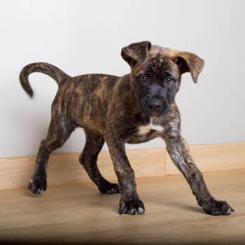 Winnie D71415 -  Catahoula Leopard Dog and Shepherd Dog for Adoption in Minnetonka, Minnesota - Winnie D71415 | PetCurious
