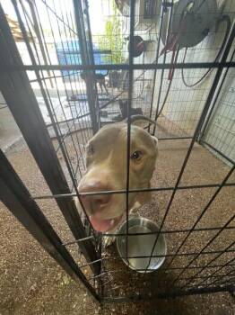 Thor -  Pit Bull Terrier Dog for Adoption in Mobile, Alabama - Thor | PetCurious