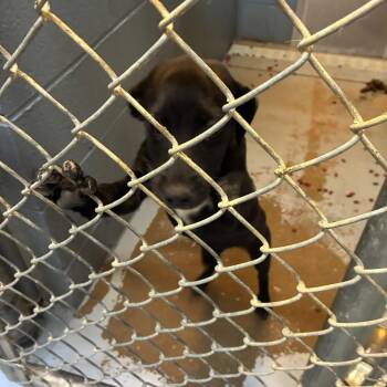Hazelnut -  Mixed Breed Dog for Adoption in Gadsden, Alabama - Hazelnut | PetCurious