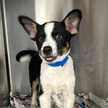 Happy -  Mixed Breed Dog for Adoption in Knoxville, Tennessee - Happy | PetCurious