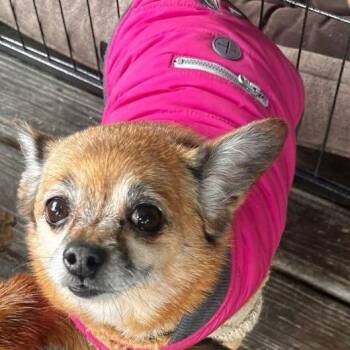 Miss Daisy - Forever Foster -  Chihuahua and Terrier Dog for Adoption in Glenelg, Maryland - Miss Daisy - Forever Foster | PetCurious