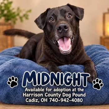 MIDNIGHT -  Black Labrador Retriever Dog for Adoption in Cadiz, Ohio - MIDNIGHT | PetCurious