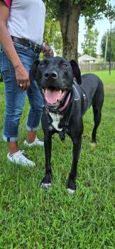 Rescue Labrador Retriever Dogs for Adoption in Trinity, North Carolina - Nova | PetCurious