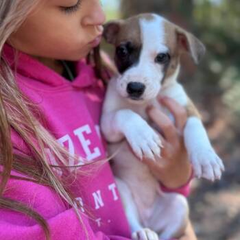 Yo-Yo -  Mixed Breed Dog for Adoption in Tacoma, Washington - Yo-Yo | PetCurious