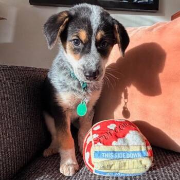 Gravy -  Mixed Breed Dog for Adoption in Buffalo, Minnesota - Gravy | PetCurious