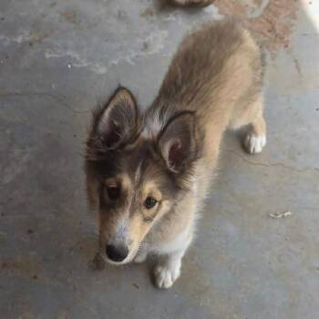 Shetland Sheepdog Sheltie Dogs Available for Adoption in Uxbridge, Massachusetts - Sprite | PetCurious