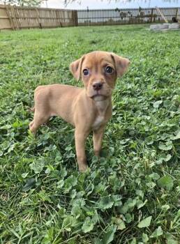 Mixed Breed Dogs Available for Adoption in Milton, Delaware - Felony Melony | PetCurious