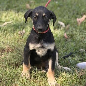 Cheddar Bob -  Shepherd Dog for Adoption in Locust Fork, Alabama - Cheddar Bob | PetCurious