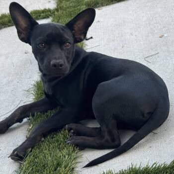 Mr. Shadow Riley -  Miniature Pinscher Dog for Adoption in Ridgefield, Washington - Mr. Shadow Riley | PetCurious